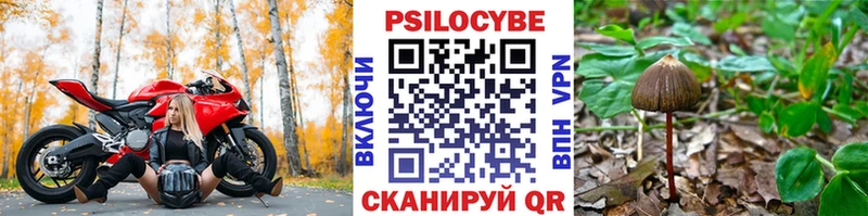 закладки  Невьянск  Псилоцибиновые грибы MAGIC MUSHROOMS 